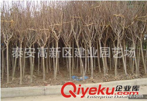 櫻花多少錢一棵￥園林綠化{sx}櫻花樹苗￥泰安建業大量供應櫻花苗