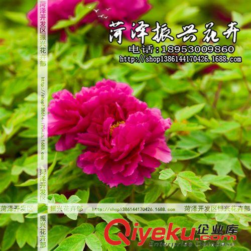 菏澤牡丹基地批發(fā)優(yōu)質(zhì)牡丹花苗 紫二喬 品種花卉 5年7分枝 普通紅