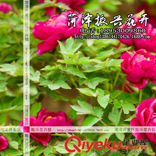 菏澤牡丹基地批發(fā)優(yōu)質(zhì)牡丹花苗 紫二喬 品種花卉 5年7分枝 普通紅
