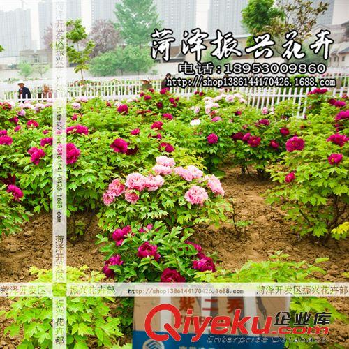 菏澤牡丹基地批發(fā)優(yōu)質(zhì)牡丹花苗 紫二喬 品種花卉 5年7分枝 普通紅