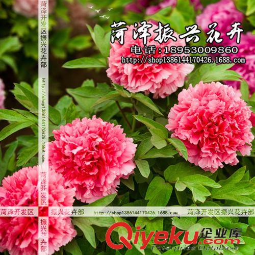 菏澤牡丹基地批發優質牡丹花苗 紫二喬 品種花卉 5年7分枝 普通紅
