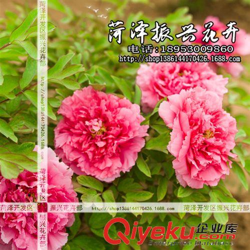 菏澤牡丹基地批發(fā)優(yōu)質(zhì)牡丹花苗 迎日紅 品種花卉 3年5分枝