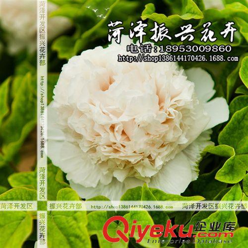 菏澤牡丹基地批發(fā)優(yōu)質(zhì)牡丹花苗 牡丹雪塔 國外品種花卉 3年5分枝