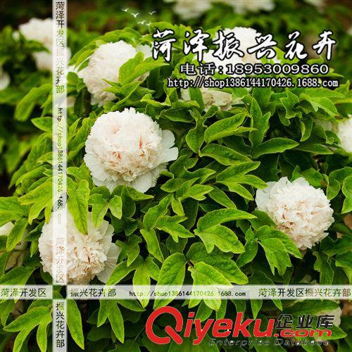 菏澤牡丹基地批發(fā)優(yōu)質(zhì)牡丹花苗 牡丹雪塔 國外品種花卉 3年5分枝