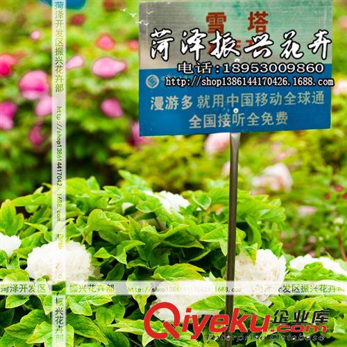 菏澤牡丹基地批發(fā)優(yōu)質(zhì)牡丹花苗 牡丹雪塔 國外品種花卉 3年5分枝