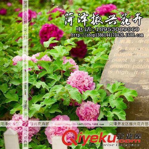 菏澤牡丹基地批發(fā)優(yōu)質(zhì)牡丹花苗 玉版白 國外品種花卉  2年3分枝