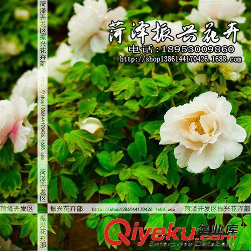 菏澤牡丹基地批發(fā)優(yōu)質(zhì)牡丹花苗 玉版白 國外品種花卉  2年3分枝原始圖片2