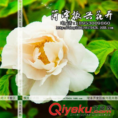 菏澤牡丹基地批發(fā)優(yōu)質(zhì)牡丹花苗 玉版白 國外品種花卉  2年3分枝