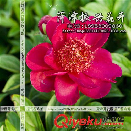 菏澤花卉基地供應星星之火芍藥 芍藥苗 菏澤芍藥3年5分枝 預售