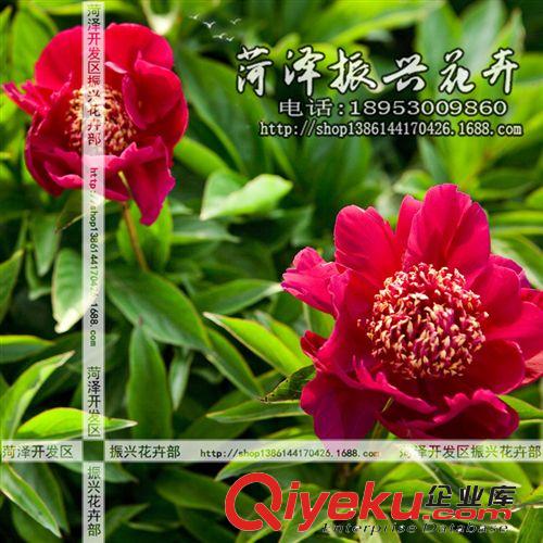 菏澤花卉基地供應星星之火芍藥 芍藥苗 菏澤芍藥3年5分枝 預售原始圖片2