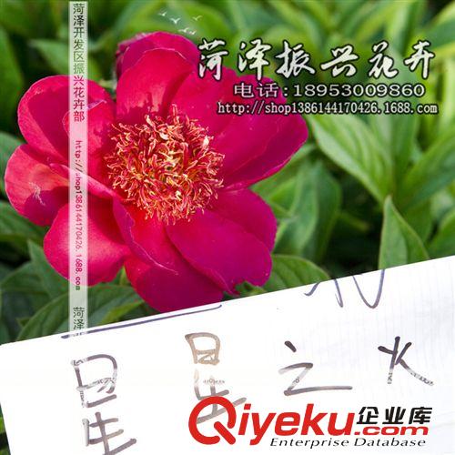 菏澤花卉基地供應星星之火芍藥 芍藥苗 菏澤芍藥3年5分枝 預售原始圖片3