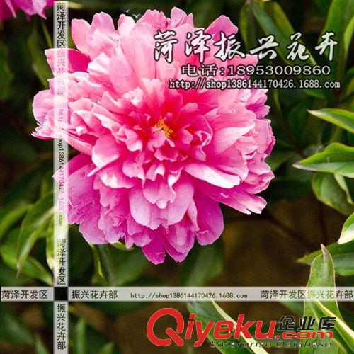 菏澤花卉基地供應星星之火芍藥 芍藥苗 菏澤芍藥3年5分枝 預售
