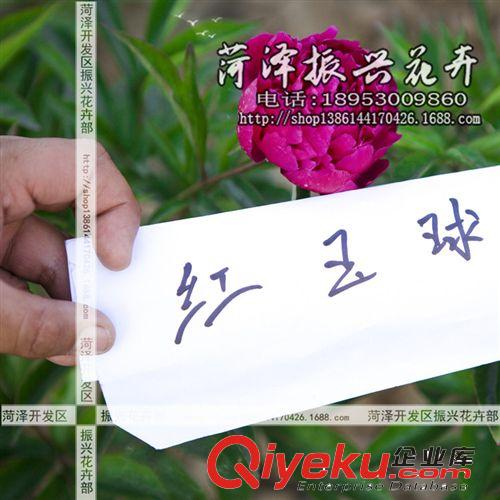 菏澤花卉基地供應優質紅繡球芍藥 芍藥苗 菏澤芍藥2年3分枝 預售