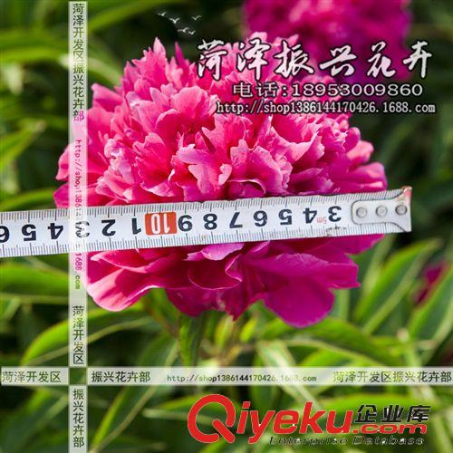 菏澤花卉基地供應優質紅繡球芍藥 芍藥苗 菏澤芍藥2年3分枝 預售