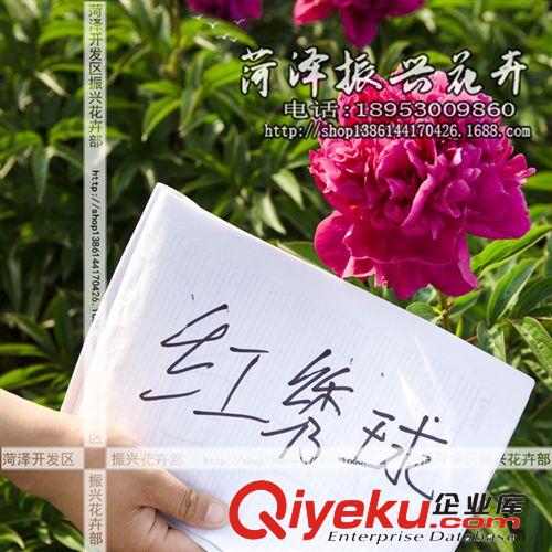 菏澤花卉基地供應優質紅繡球芍藥 芍藥苗 菏澤芍藥2年3分枝 預售原始圖片2