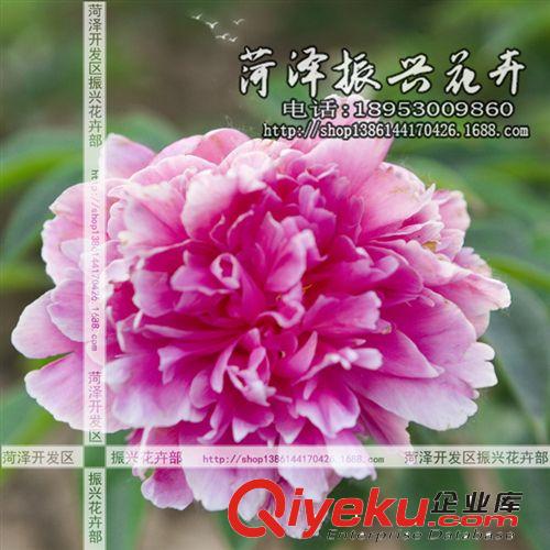 菏澤花卉基地供應優質紅繡球芍藥 芍藥苗 菏澤芍藥 3年5分枝 預售