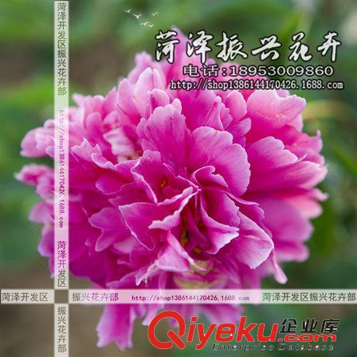 菏澤花卉基地供應大地露霜芍藥 芍藥苗 菏澤芍藥 3年5分枝 預售
