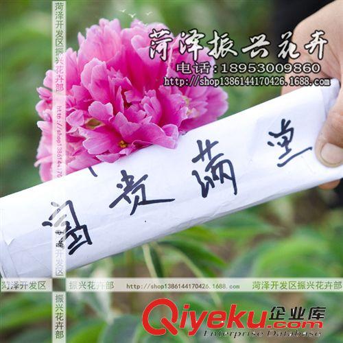 菏澤花卉基地供應(yīng)富貴滿堂芍藥 芍藥苗 菏澤芍藥 2年3分枝 預(yù)售原始圖片2