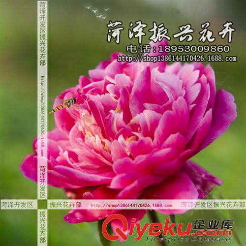菏澤花卉基地供應(yīng)大地露霜芍藥 芍藥苗 菏澤芍藥 2年3分枝 預(yù)售