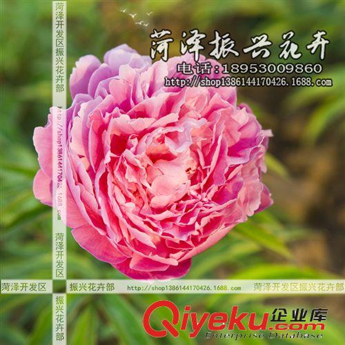 菏澤花卉基地供應(yīng)大地露霜芍藥 芍藥苗 菏澤芍藥 2年3分枝 預(yù)售