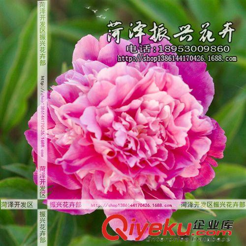 菏澤花卉基地供應(yīng)大地露霜芍藥 芍藥苗 菏澤芍藥 2年3分枝 預(yù)售