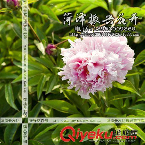 菏澤花卉基地供應(yīng)大地露霜芍藥 芍藥苗 菏澤芍藥 2年3分枝 預(yù)售