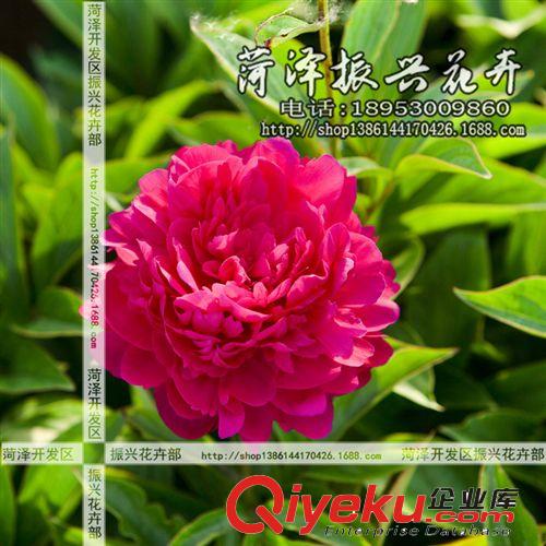 菏澤花卉基地供應國旗紅芍藥 芍藥苗 菏澤芍藥 2年3分枝 預售