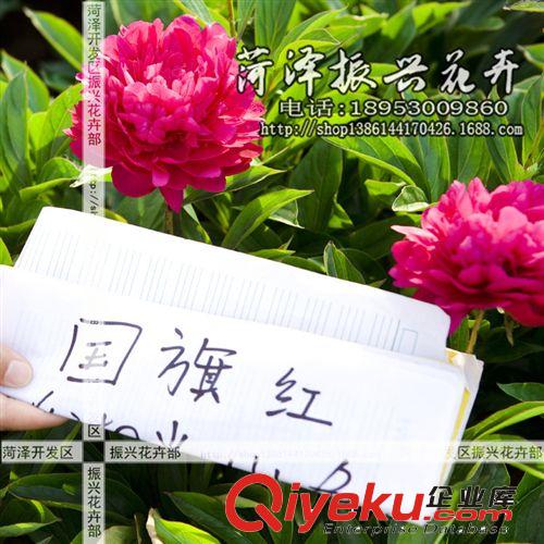 菏澤花卉基地供應國旗紅芍藥 芍藥苗 菏澤芍藥 2年3分枝 預售