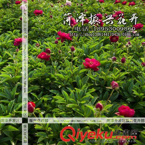 菏澤花卉基地供應國旗紅芍藥 芍藥苗 菏澤芍藥 2年3分枝 預售