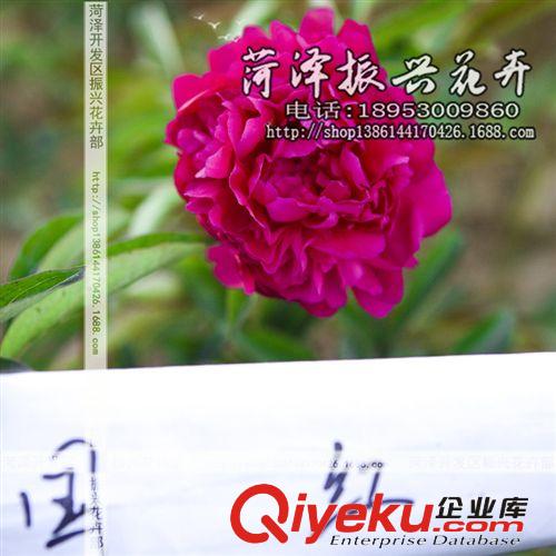 夏黑葡萄苗 葡萄苗新品種 葡萄樹苗 葡萄小苗 嫁接葡萄苗，
