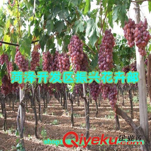 夏黑葡萄苗 葡萄苗新品種 葡萄樹苗 葡萄小苗 嫁接葡萄苗，