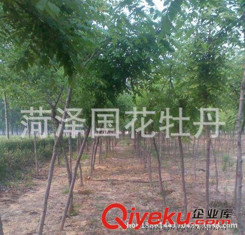 北欒小苗 北欒樹 北欒 苗木供應(yīng) 牡丹花卉 鮮花牡丹基地直銷，