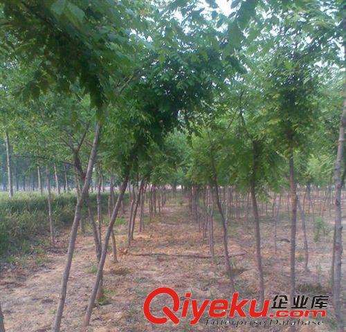 北欒小苗 北欒樹 北欒 苗木供應(yīng) 牡丹花卉 鮮花牡丹基地直銷，