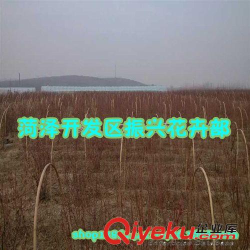 北欒小苗 北欒樹 北欒 苗木供應(yīng) 牡丹花卉 鮮花牡丹基地直銷，