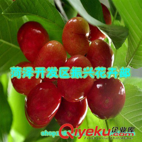 北欒小苗 北欒樹 北欒 苗木供應 牡丹花卉 鮮花牡丹基地直銷，