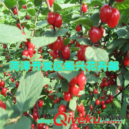 供美早大櫻桃樹吉塞拉砧木大櫻桃脫毒苗櫻桃實生苗黑珍珠大櫻桃苗原始圖片2