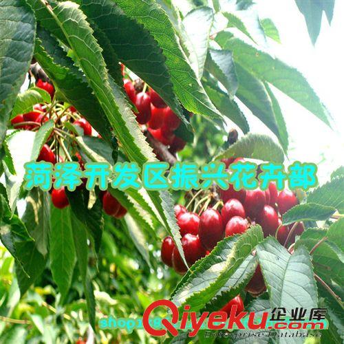 供美早大櫻桃樹吉塞拉砧木大櫻桃脫毒苗櫻桃實生苗黑珍珠大櫻桃苗原始圖片3