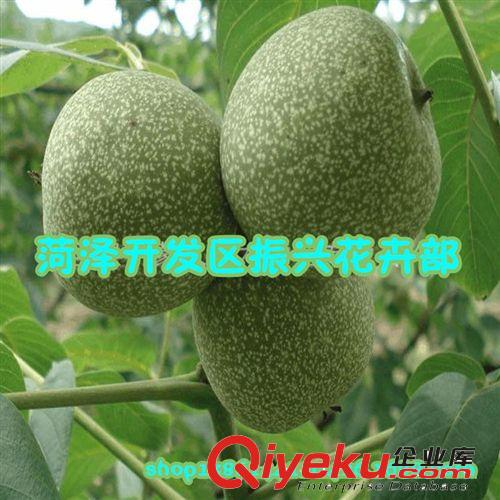 供美早大櫻桃樹吉塞拉砧木大櫻桃脫毒苗櫻桃實生苗黑珍珠大櫻桃苗