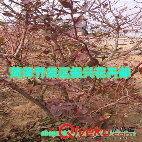 山東李子，基地 高產李，占地李，早熟李子，苗 ，