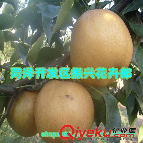 梨樹(shù)苗 梨樹(shù)樹(shù)苗 梨樹(shù)嫁接苗 果樹(shù)苗 2年苗多個(gè)品種供選大量批發(fā)