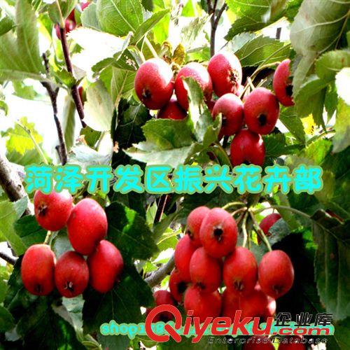 供應山楂苗 優質山楂苗 高成活率優質山楂苗 山東優質山楂苗，