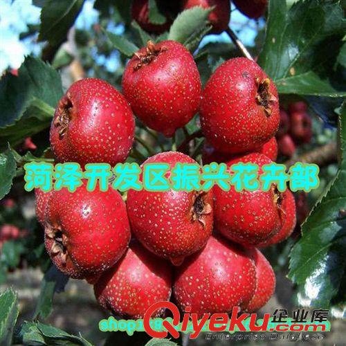 供應(yīng)山楂苗 優(yōu)質(zhì)山楂苗 高成活率優(yōu)質(zhì)山楂苗 山東優(yōu)質(zhì)山楂苗，