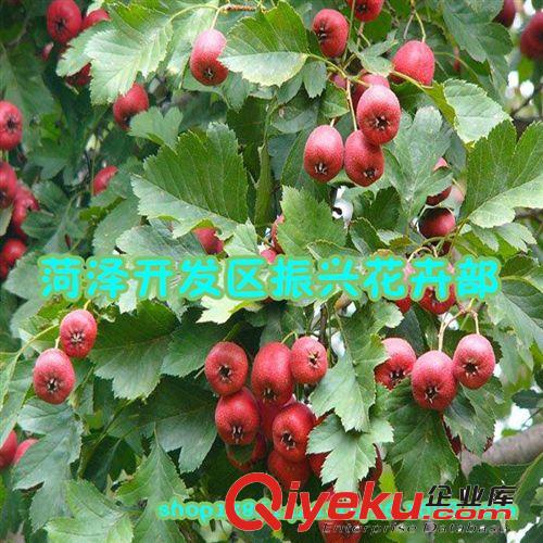 供應(yīng)山楂苗 優(yōu)質(zhì)山楂苗 高成活率優(yōu)質(zhì)山楂苗 山東優(yōu)質(zhì)山楂苗，