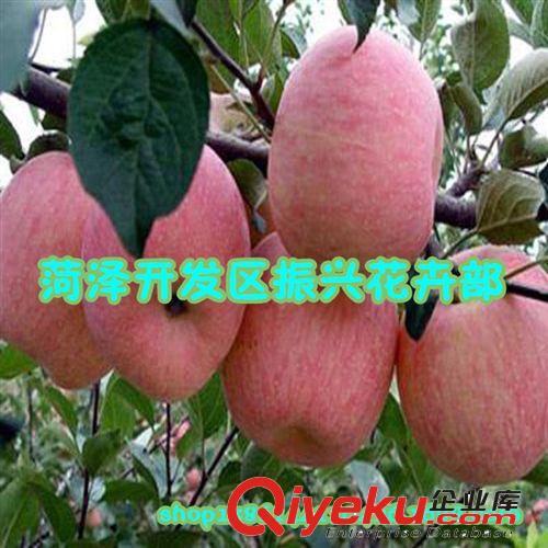 批發果樹 蘋果樹 紅富士蘋果樹苗 山東蘋果苗 適應性強 易成活，