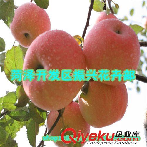批發果樹 蘋果樹 紅富士蘋果樹苗 山東蘋果苗 適應性強 易成活，