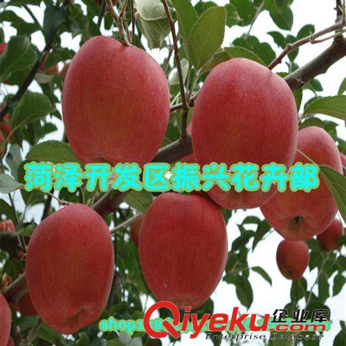 批發果樹 蘋果樹 紅富士蘋果樹苗 山東蘋果苗 適應性強 易成活，