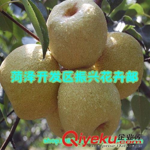 供應優質梨樹苗 紅梨樹苗 hg梨樹苗 晚秋黃梨樹苗 嫁接梨樹批發