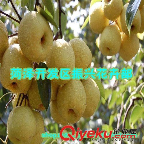 供應優質梨樹苗 紅梨樹苗 hg梨樹苗 晚秋黃梨樹苗 嫁接梨樹批發