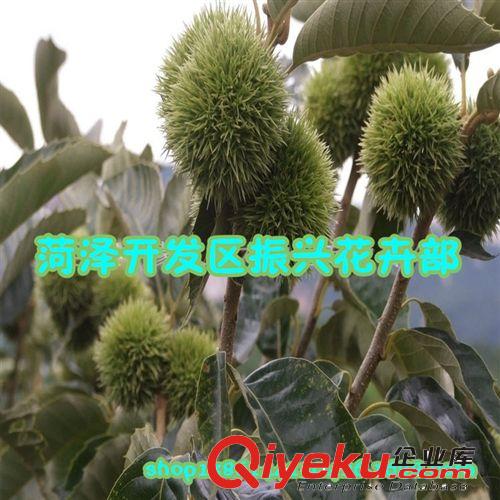 基地供應(yīng)優(yōu)質(zhì)板栗苗 中華栗子苗 大油板栗苗 量大優(yōu)惠，