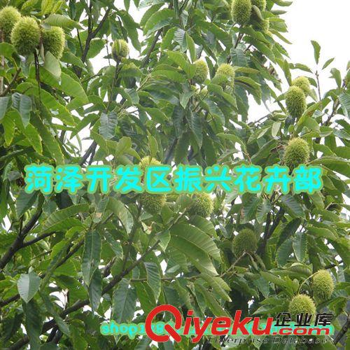 基地供應(yīng)優(yōu)質(zhì)板栗苗 中華栗子苗 大油板栗苗 量大優(yōu)惠，